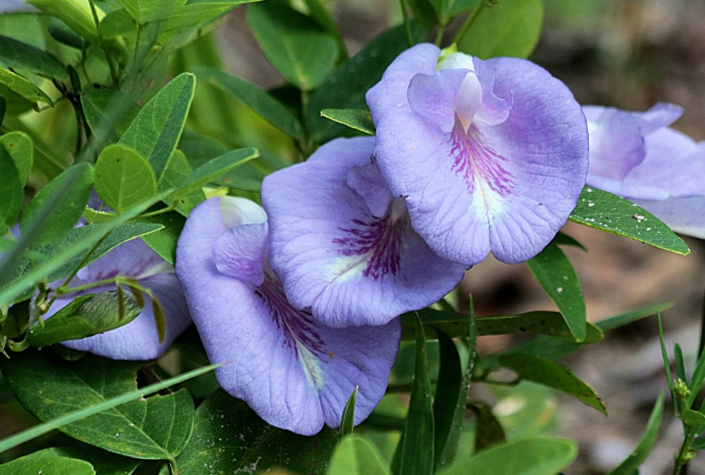 Butterfly Pea Flower
