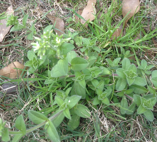 Mouse-Eared Chickweed
